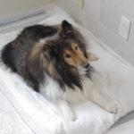 愛犬の病気が「良くなることはない」と言われたとき