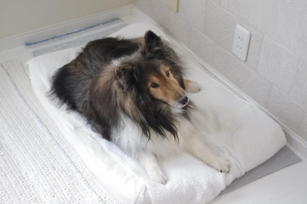 愛犬の病気が「良くなることはない」と言われたとき