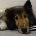 2018年7月　腎不全と胆汁うっ滞の診断