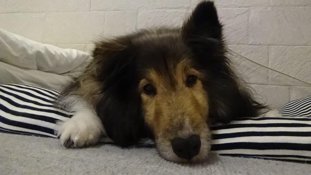 2018年7月　腎不全と胆汁うっ滞の診断