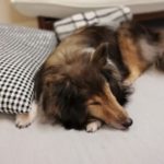 2018年9月　腎不全で尿毒症？！