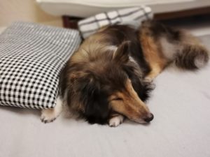 2018年9月　腎不全で尿毒症？！