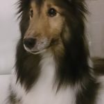 シェルティの「チロル」ってこんな子です。