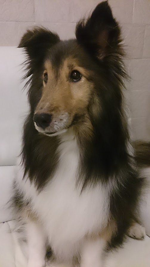 シェルティの「チロル」ってこんな子です。