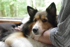 シェルティの「きなり」ってこんな子です。