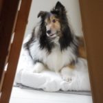 2018年9月　留置カテーテルの点滴を免れる