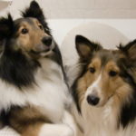 いとしのシェルティ