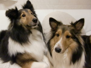 いとしのシェルティ