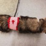 犬も手編みの腹巻で冷え対策♪