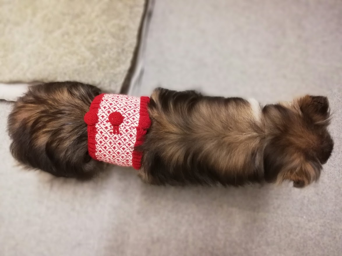 犬も手編みの腹巻で冷え対策♪