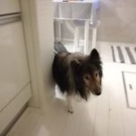 『愛犬のための症状・目的別　食事百科』を読んでいます