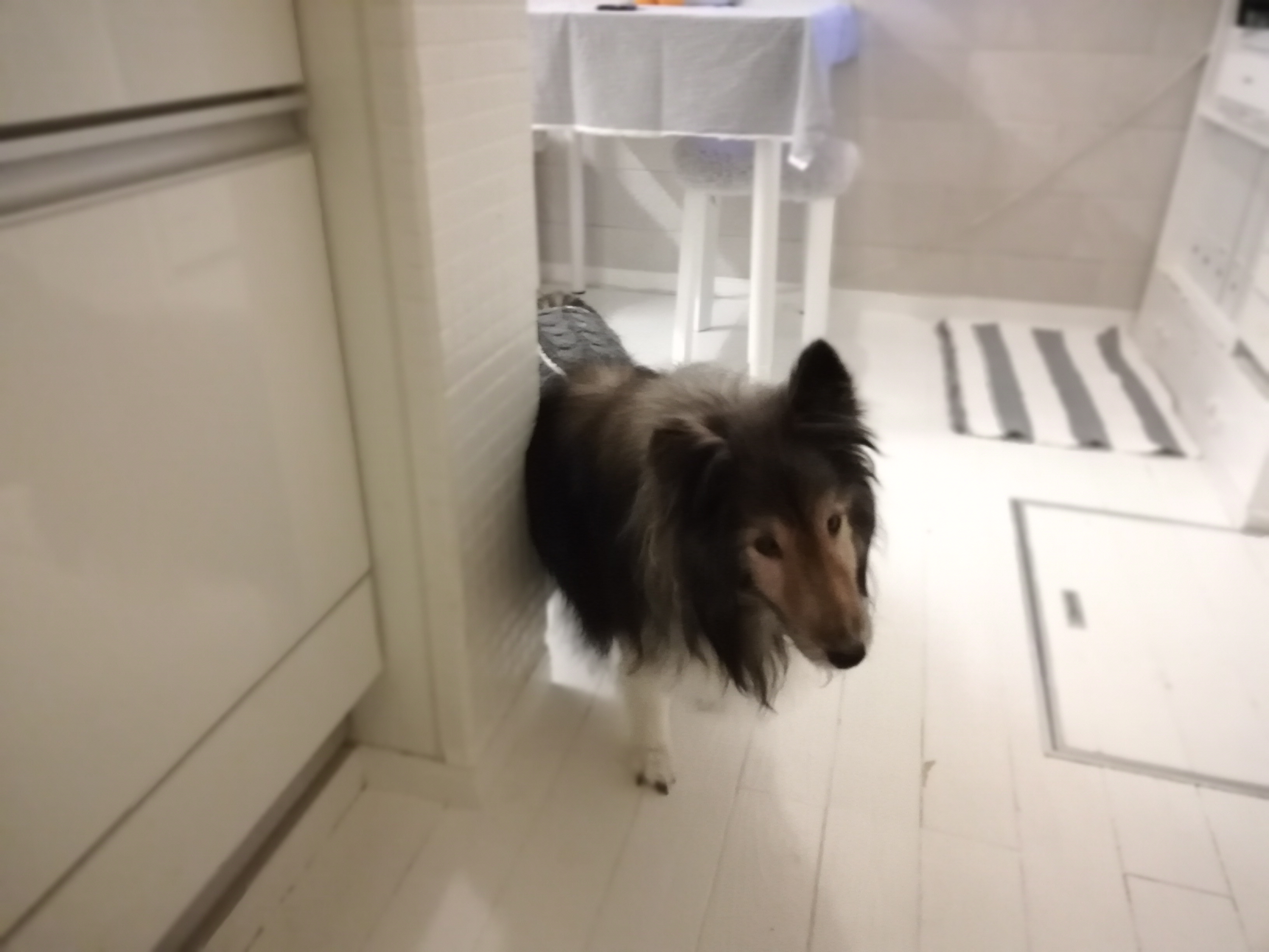 『愛犬のための症状・目的別　食事百科』を読んでいます