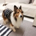 【キナリの部屋】10才なので腹巻きデビューしました