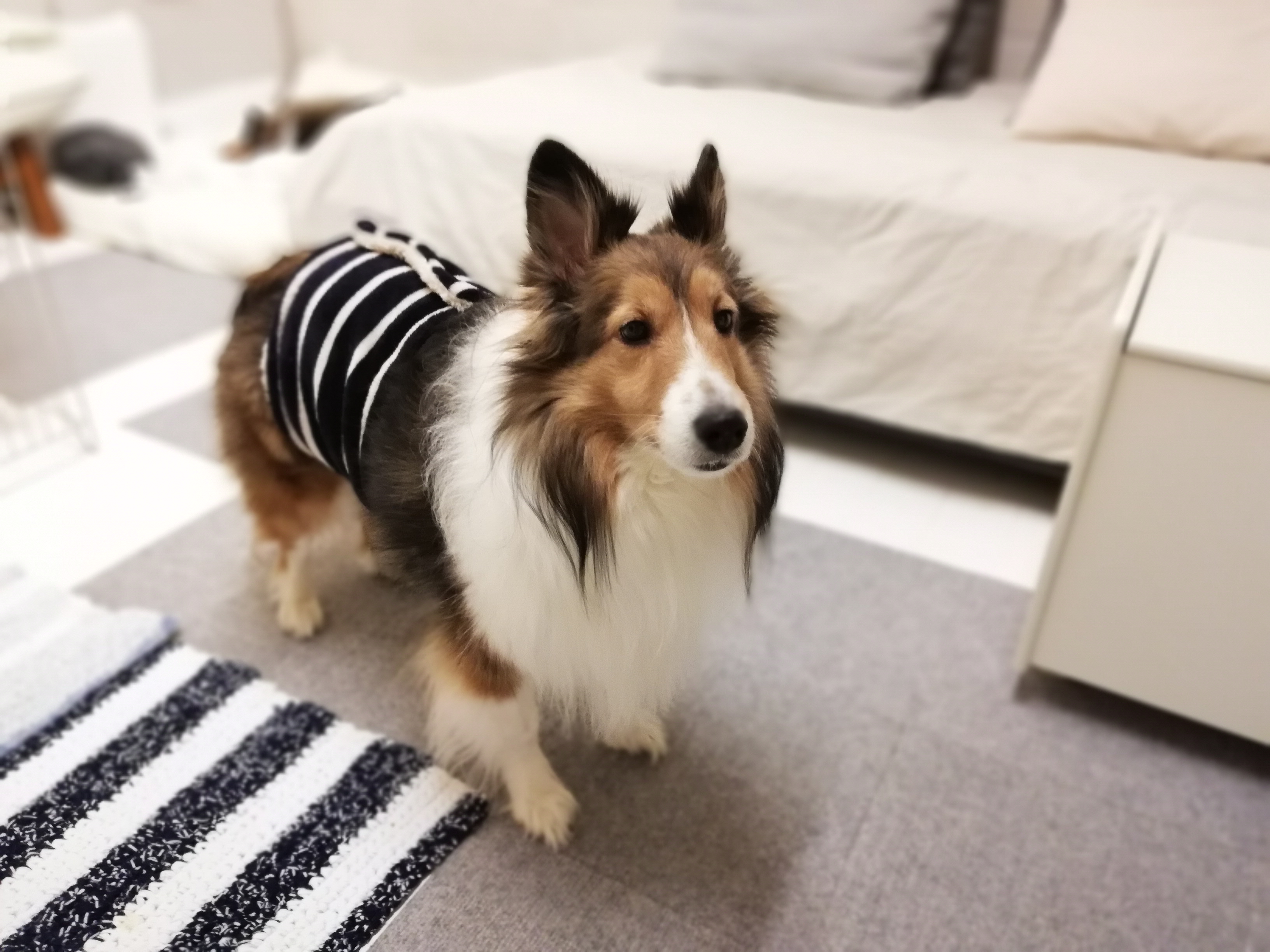 【キナリの部屋】10才なので腹巻きデビューしました