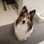 腎不全の犬の食事は「スープ」も大事