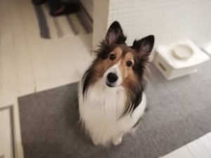 腎不全の犬の食事は「スープ」も大事