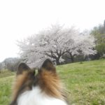 ～犬の十戒～　そしてお花見
