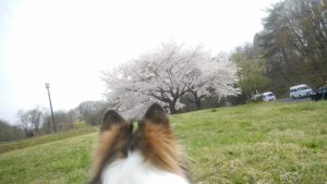 ～犬の十戒～　そしてお花見