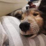 立てなくなった日