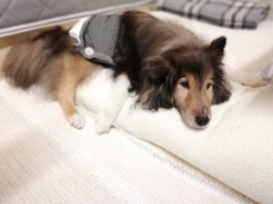 寝たきり生活を覚悟したけれど