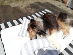 薬やサプリはオヤツに挟んで