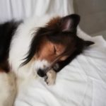 【キナリの部屋】アタシだってシニア犬!!