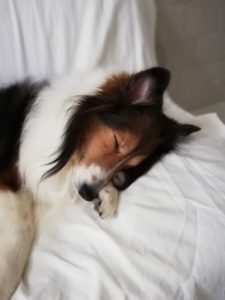 【キナリの部屋】アタシだってシニア犬!!