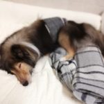 犬の腎臓病対策に手軽にできる「ポリアミン」の摂取