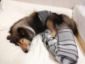 犬の腎臓病対策に手軽にできる「ポリアミン」の摂取