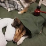 穏やかな旅立ち　腎不全犬のチロル　虹の向こうへ出発しました