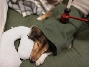 穏やかな旅立ち　腎不全犬のチロル　虹の向こうへ出発しました