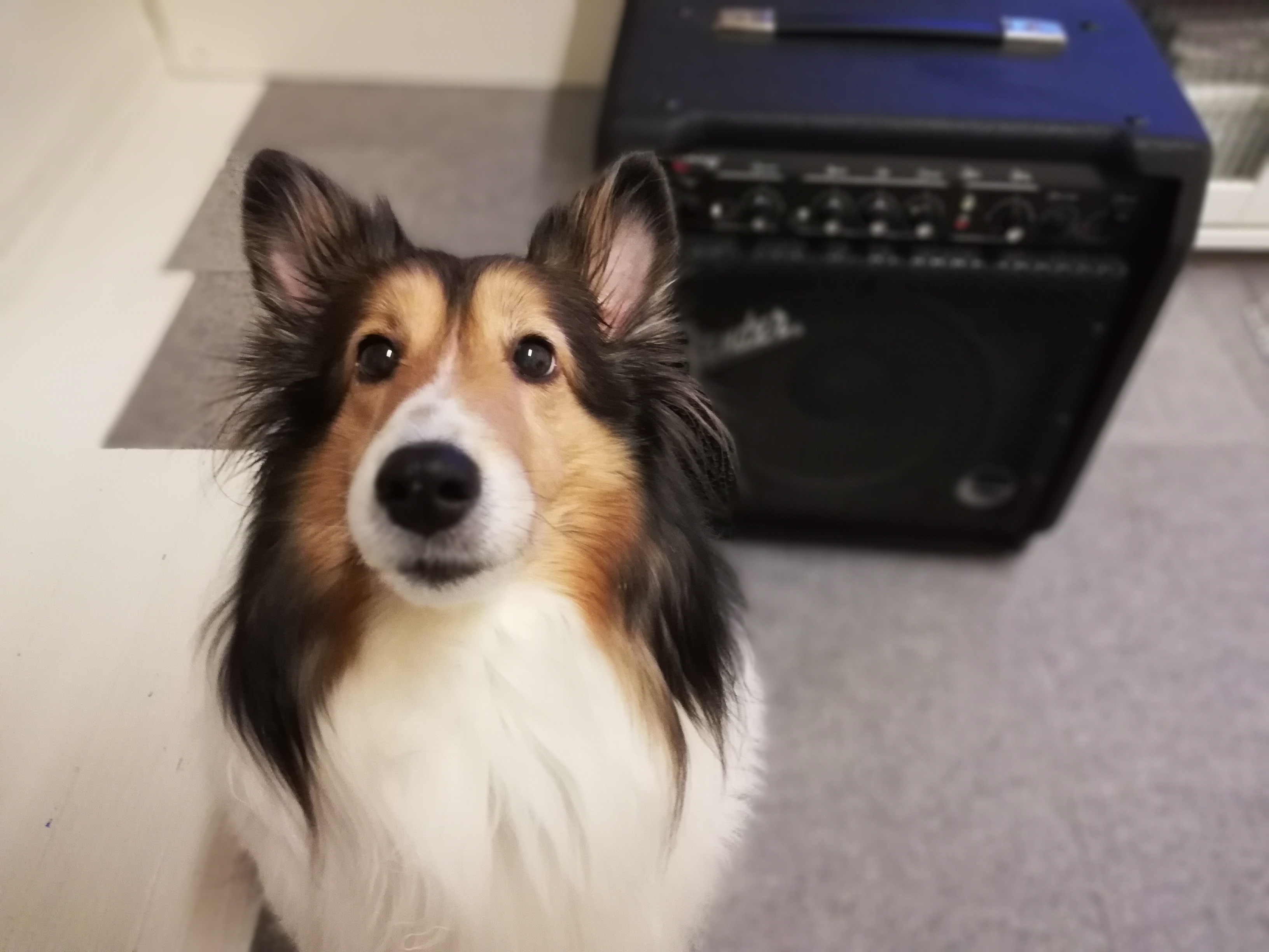 腎不全犬の便秘に、赤ちゃん用のイチジク浣腸を使ってみました