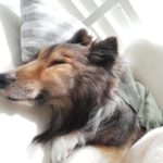 腎不全の最終段階かもしれないけれど・・・