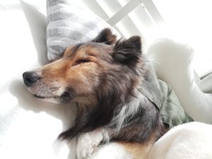 腎不全の最終段階かもしれないけれど・・・