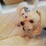 秋田市のワンコグッズのお店「bambino（バンビーノ）」さんに行ってきました