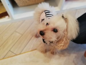 秋田市のワンコグッズのお店「bambino（バンビーノ）」さんに行ってきました