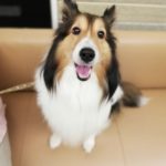 10歳♀シェルティー：キナリ　春の健康診断に行ってきました