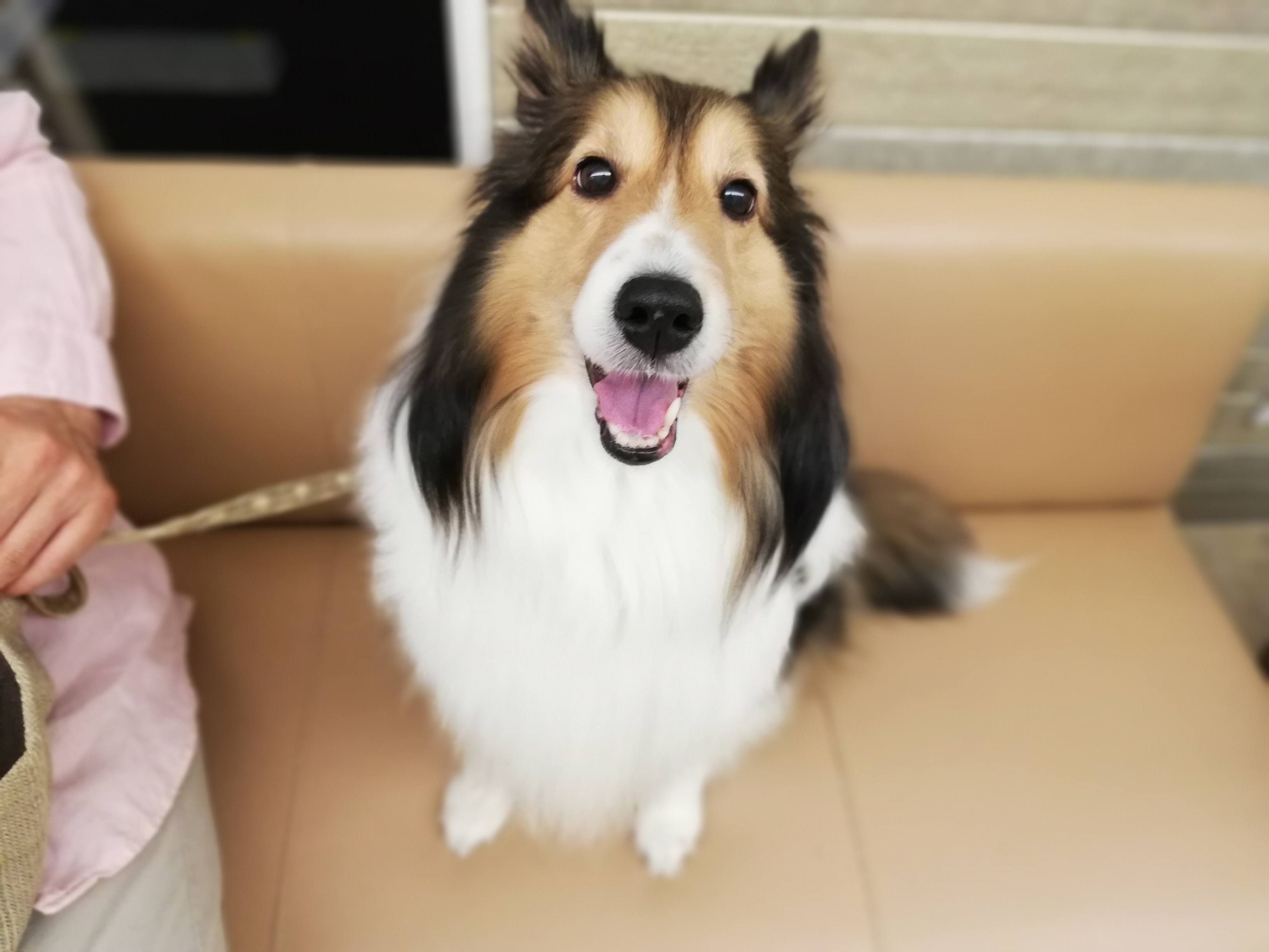 10歳♀シェルティー：キナリ　春の健康診断に行ってきました