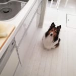 先住犬チロルが居なくなった後のキナリの様子