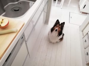 先住犬チロルが居なくなった後のキナリの様子