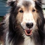 暮らしの中にあるチロルの足跡