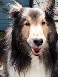 暮らしの中にあるチロルの足跡