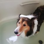 皮膚炎にステロイド→ニンニクお風呂へ変更