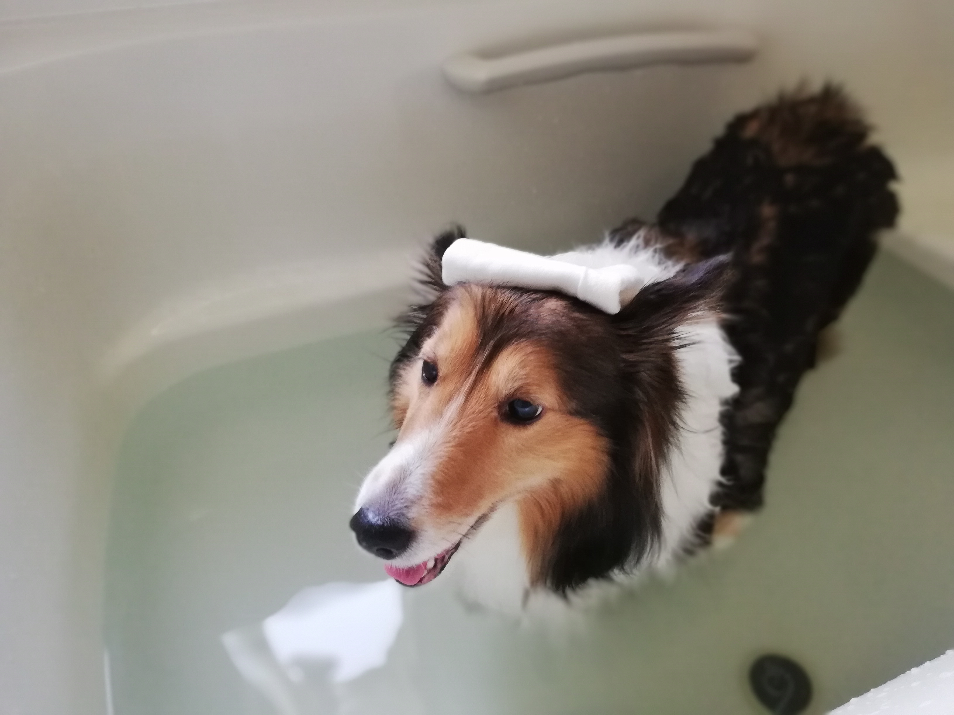 皮膚炎にステロイド→ニンニクお風呂へ変更