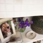 初めてのチロルの月命日