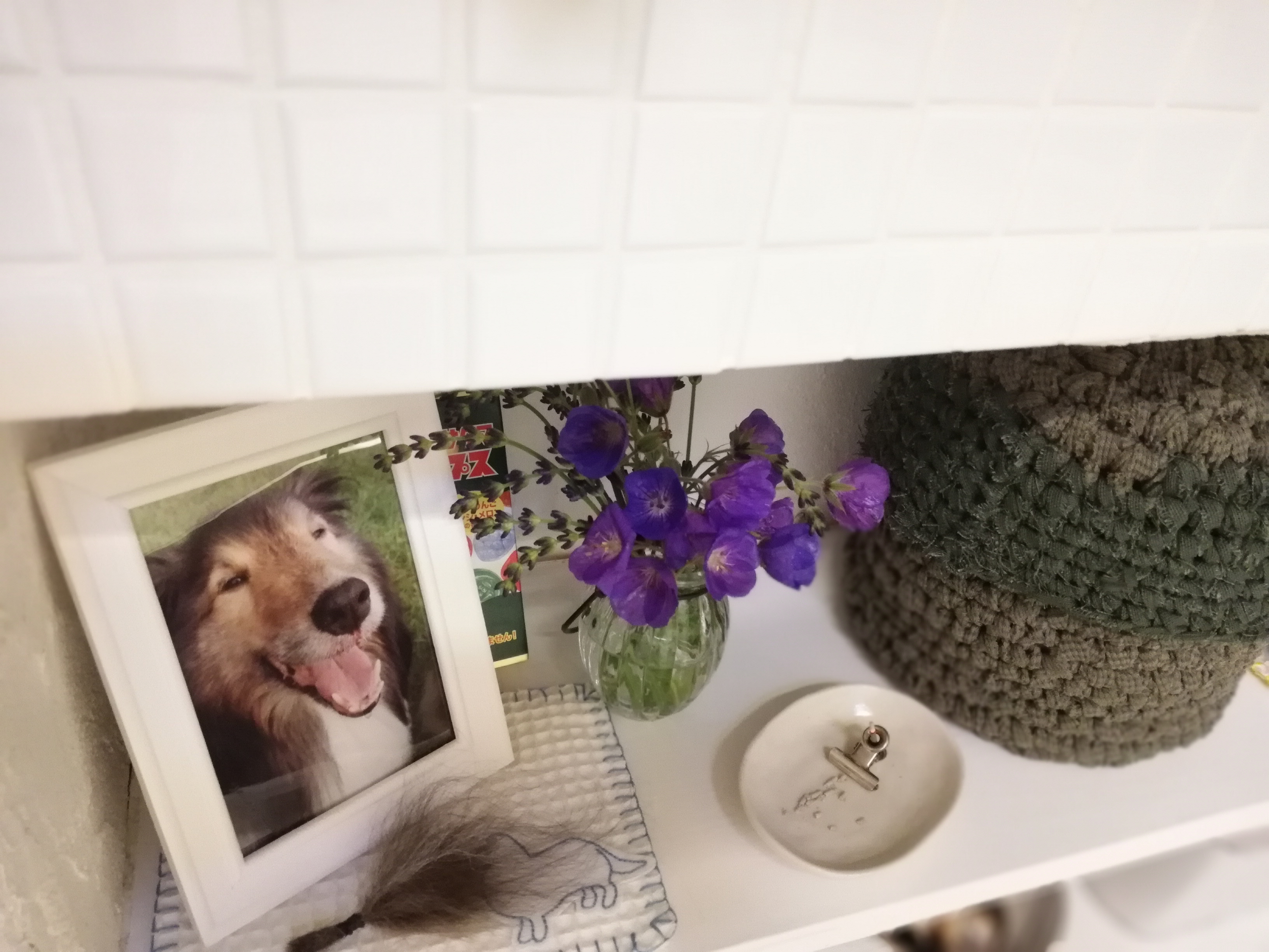 初めてのチロルの月命日