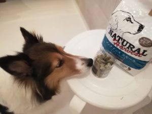 我が家のシェルティーの今までのフードについて+POCHIのスピルリナ・ビスケット