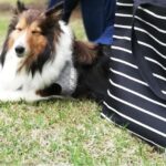 ピクニックとアーシング