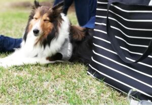 ピクニックとアーシング