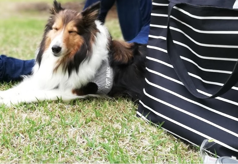 ピクニックとアーシング